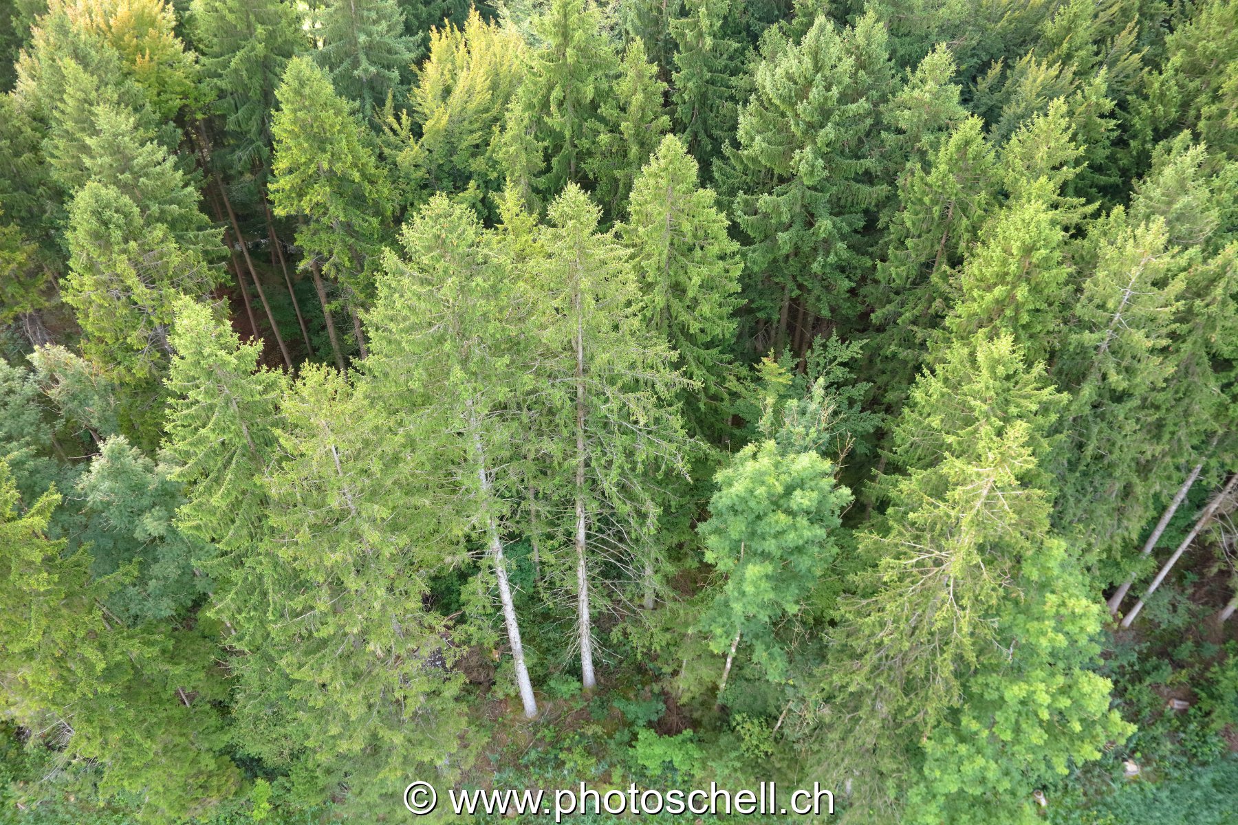 Forêt vue de haut