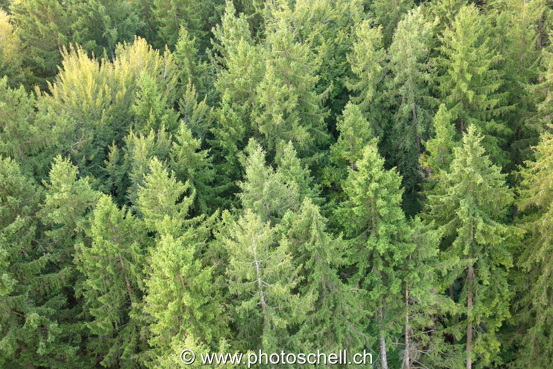 Forêt vue de haut