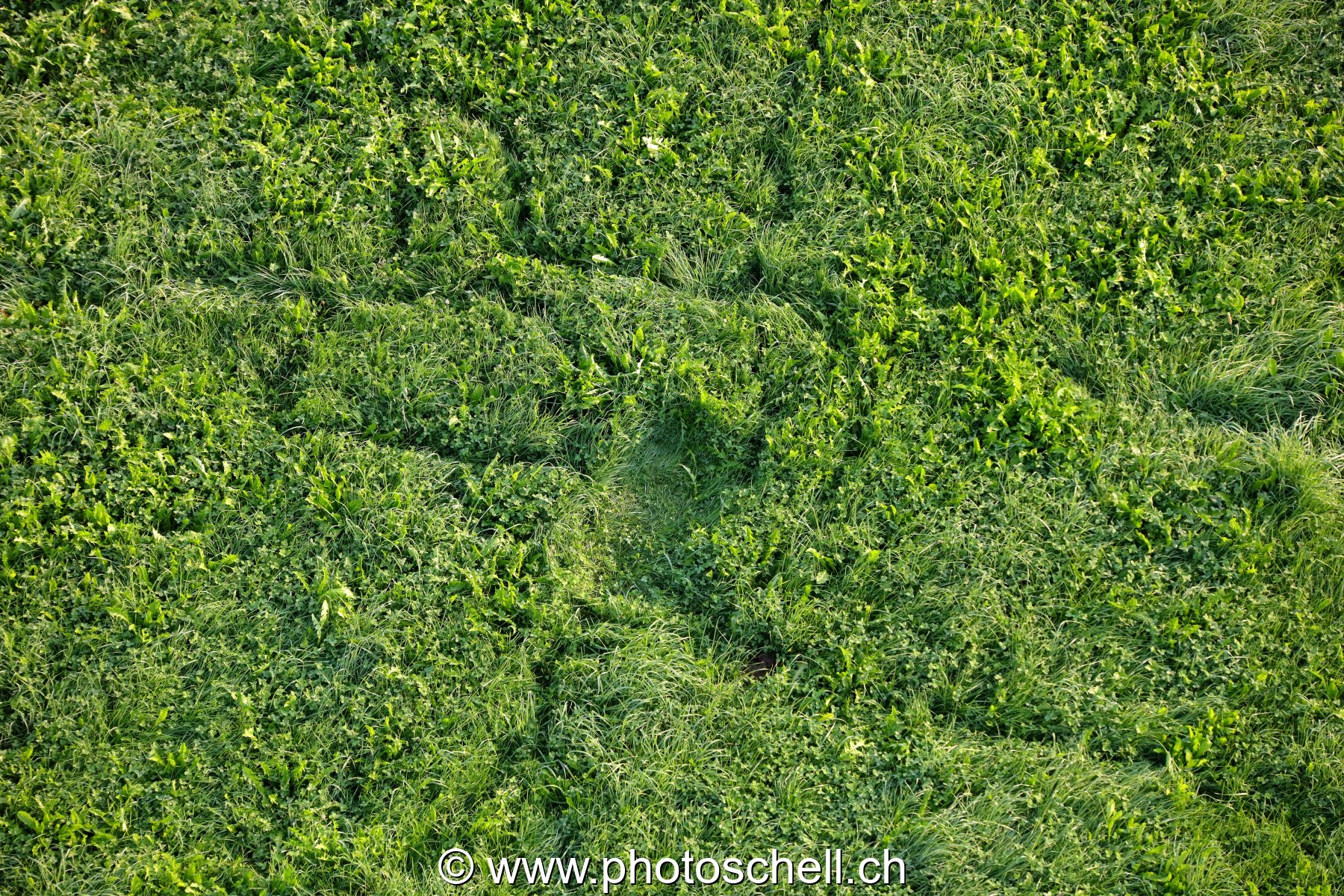 Traces dans l'herbe