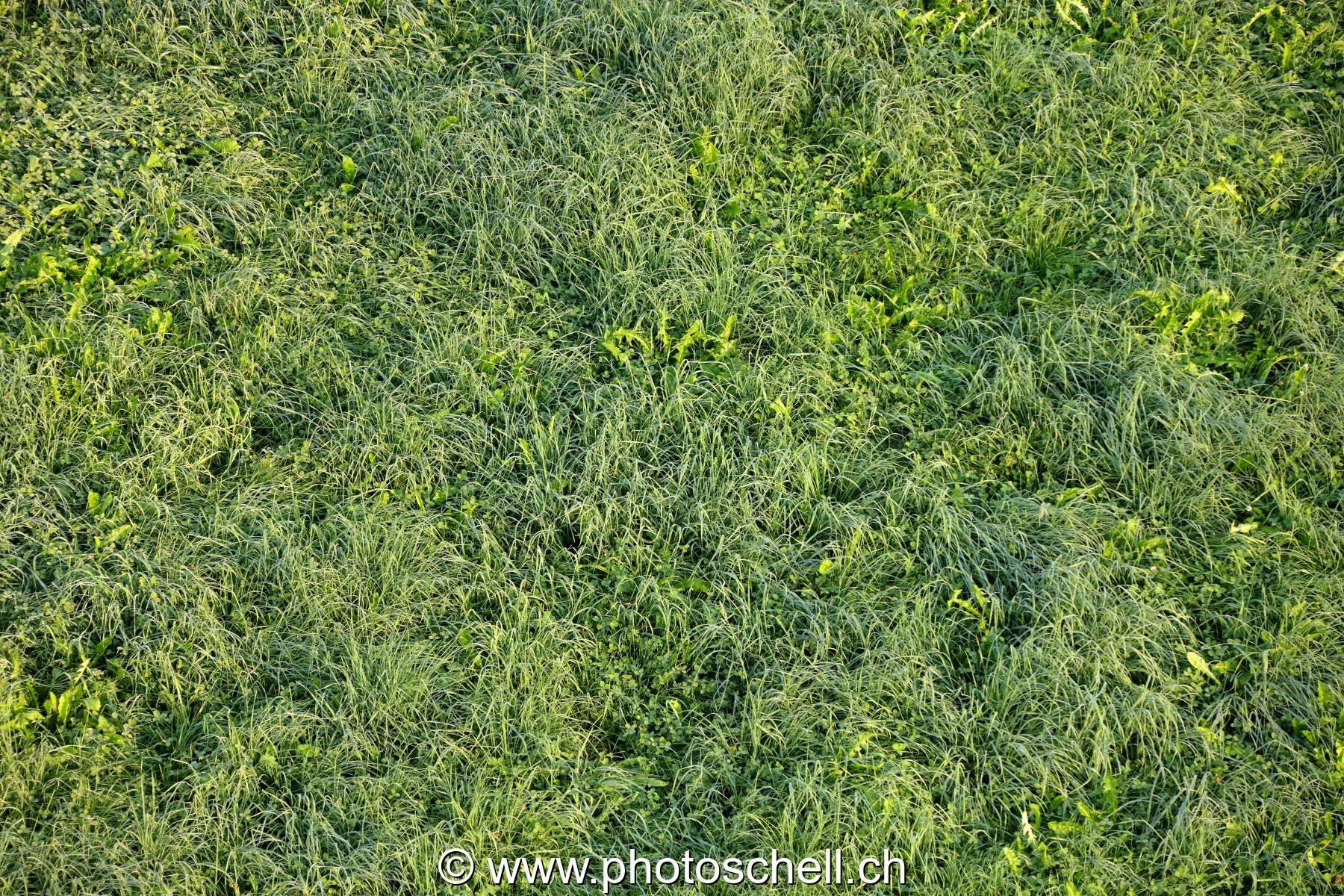 Traces dans l'herbe