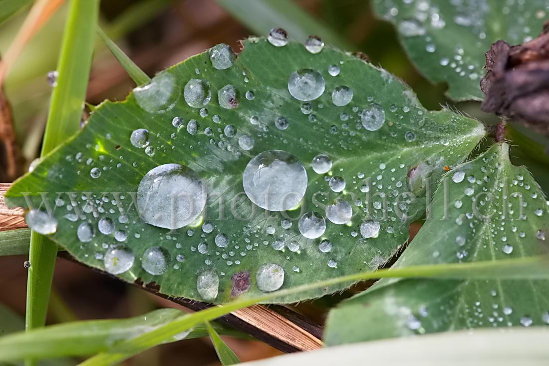 Gouttes d'eau