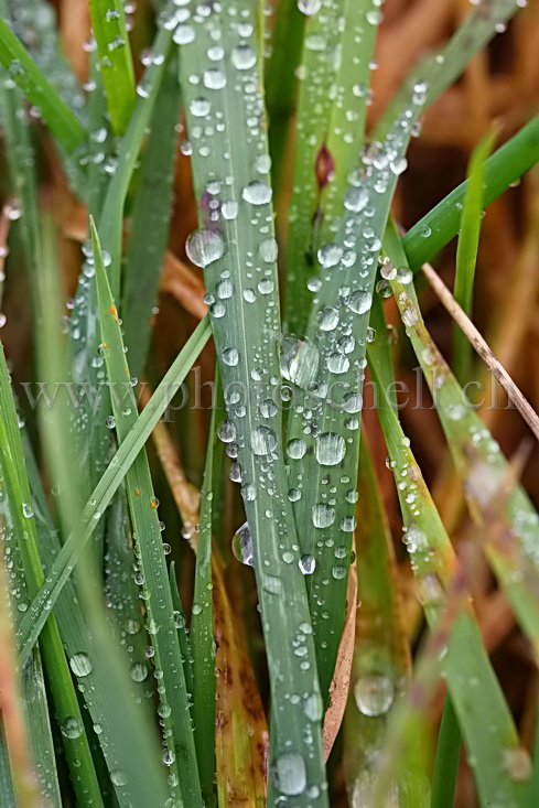 Gouttes d'eau