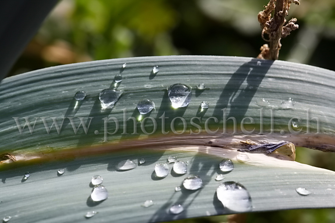 Gouttes d'eau