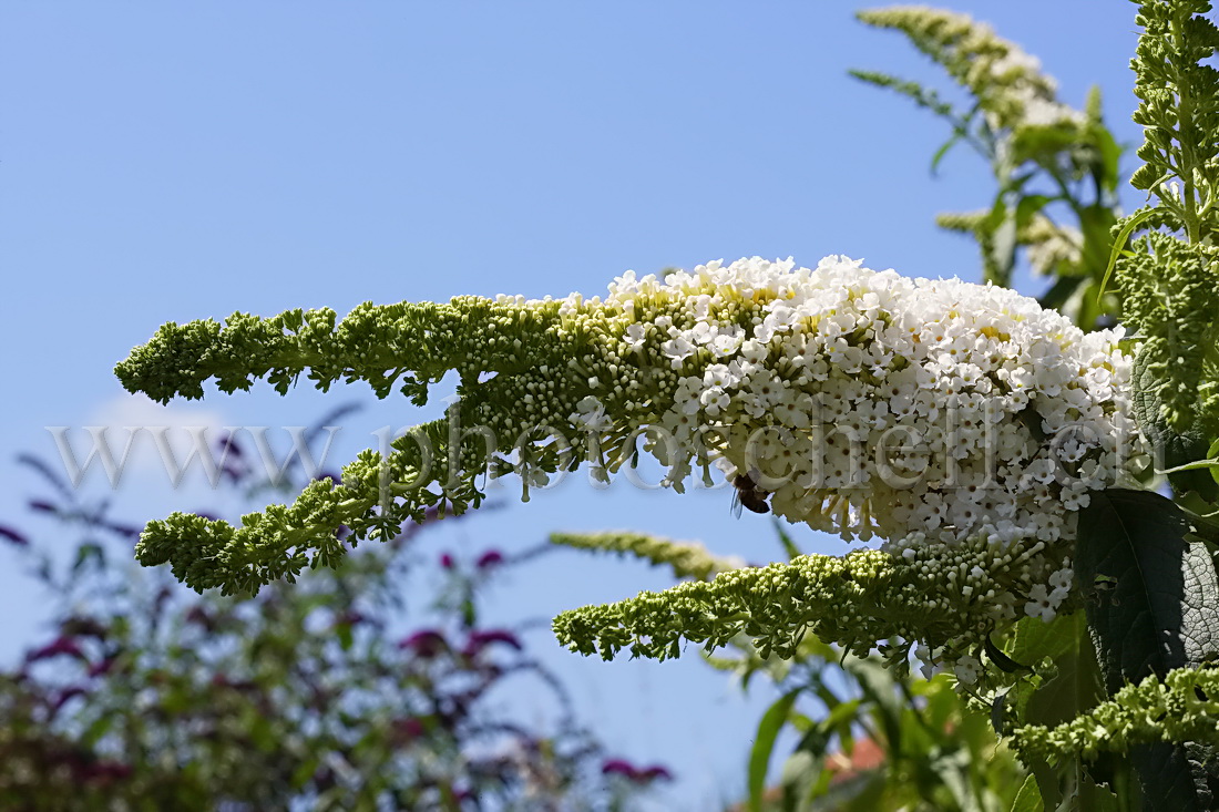 Fleur crocodile