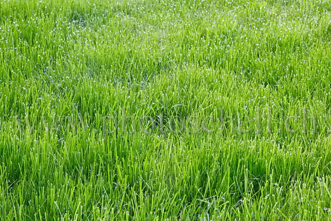 Rosée dans l'herbe