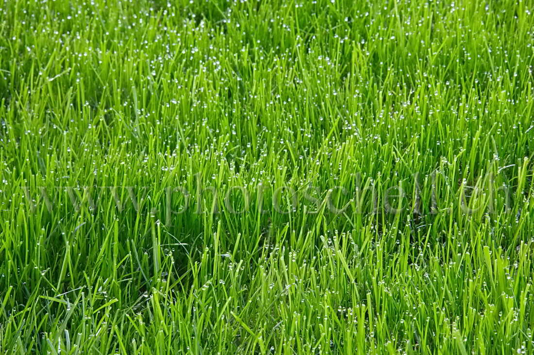 Rosée dans l'herbe