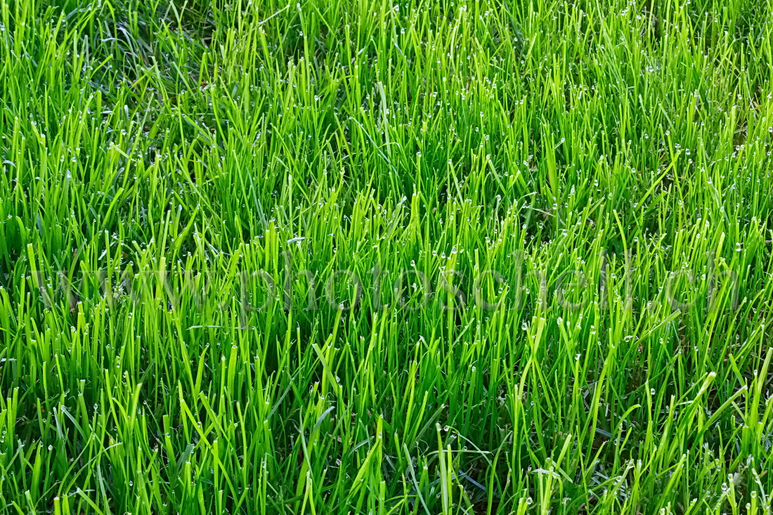 Rosée dans l\'herbe