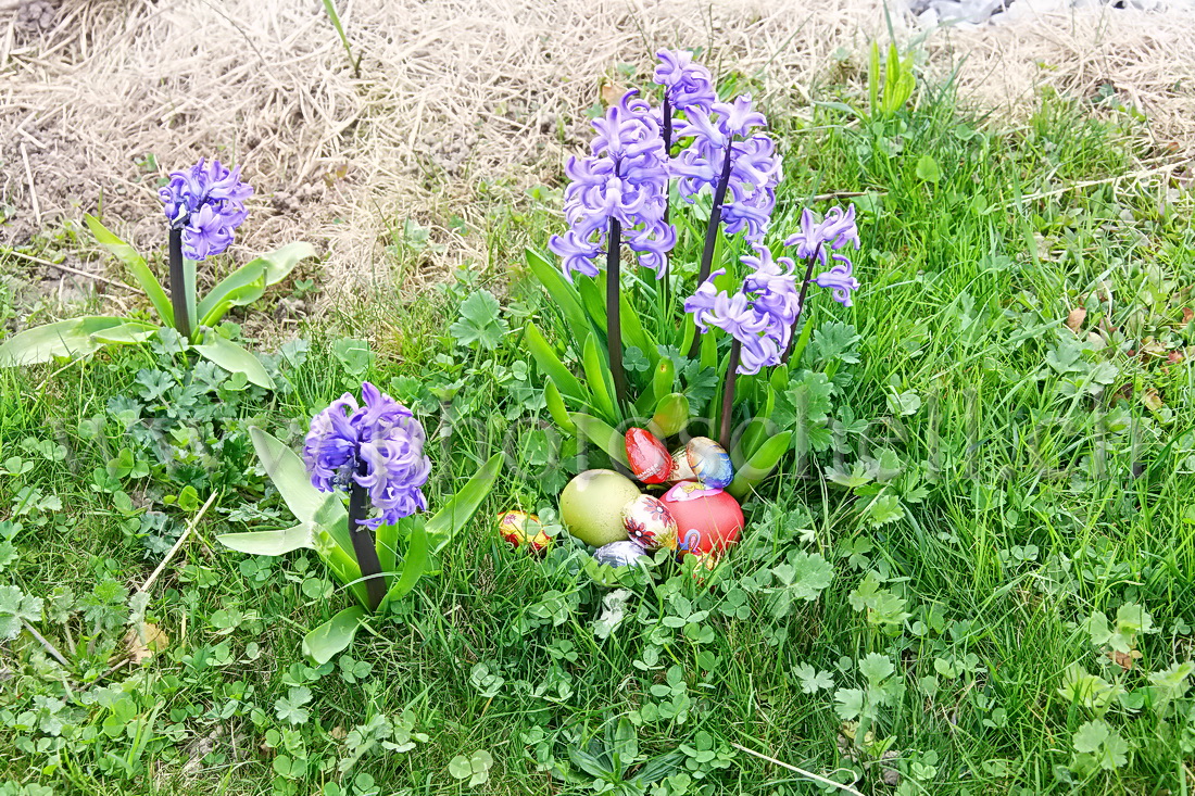 Oeufs de Pâques dans les l\'here et les fleurs