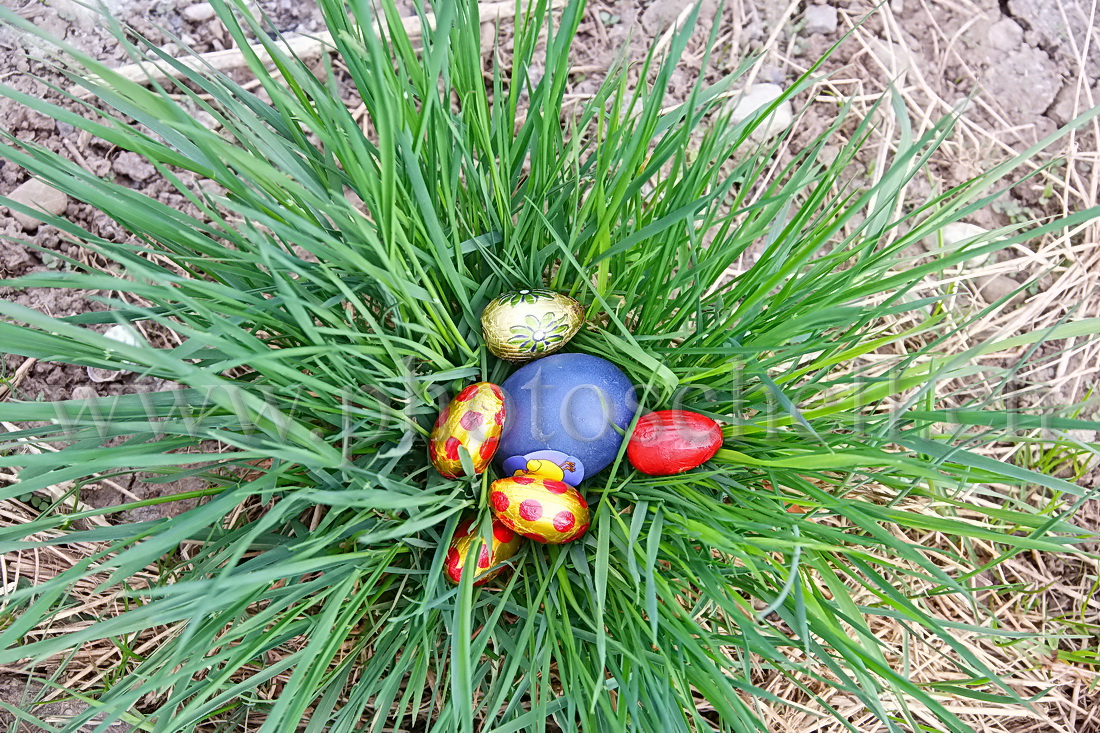 Oeufs de Pâques dans les l'herbe et les fleurs