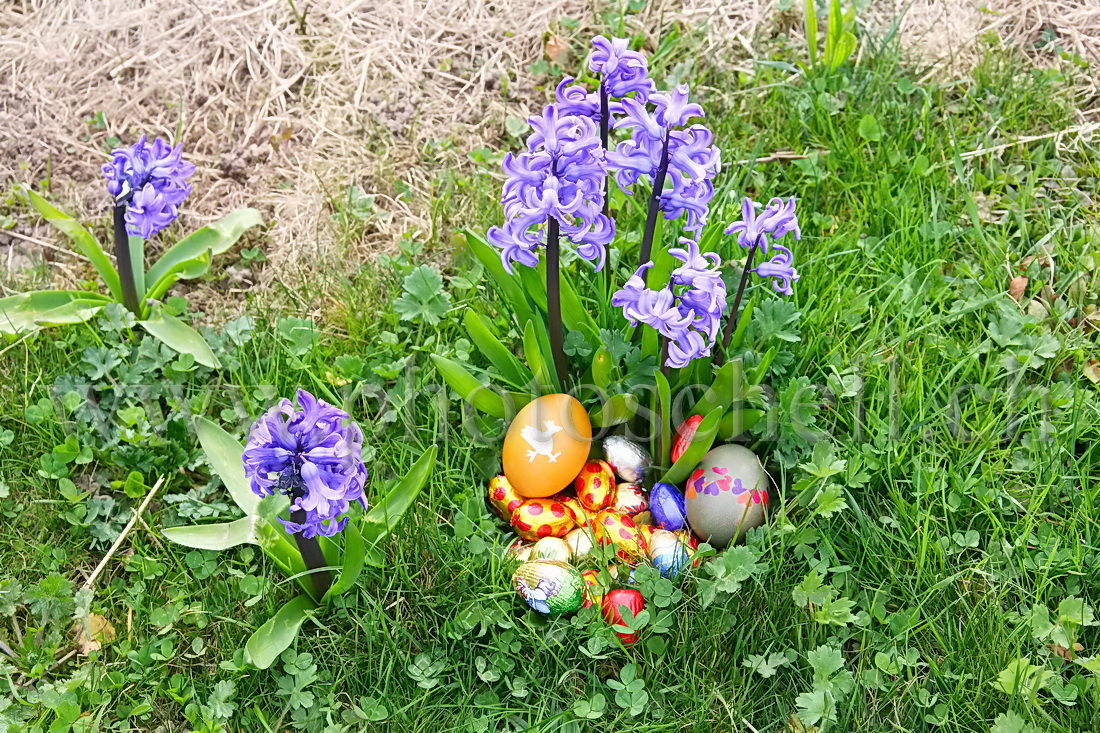 Oeufs de Pâques dans les l\'herbe et les fleurs