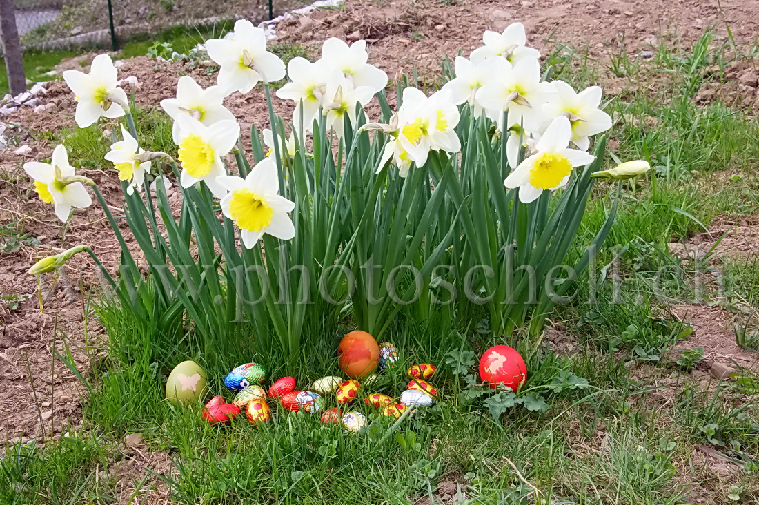 Oeufs de Pâques dans les l\'herbe et les fleurs