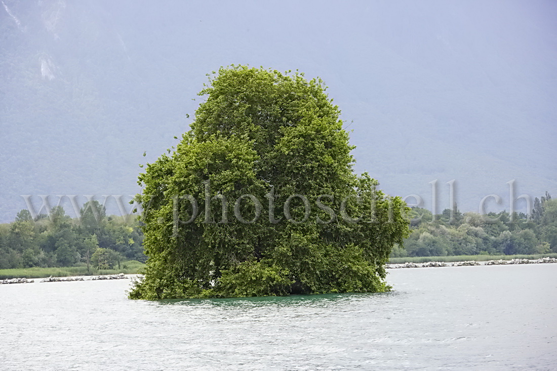 Arbre perdu dans l'eau