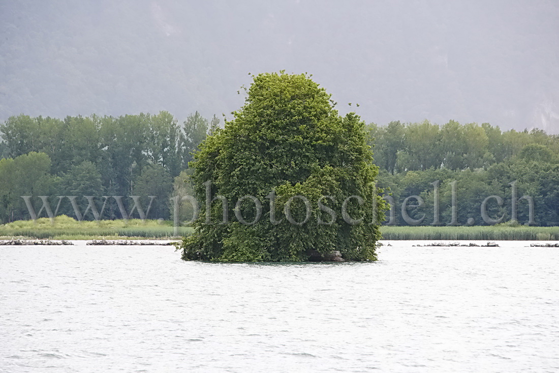 Arbre perdu dans l'eau