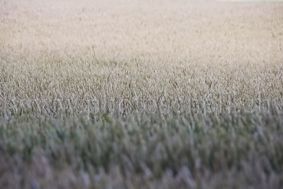 Champ de blé