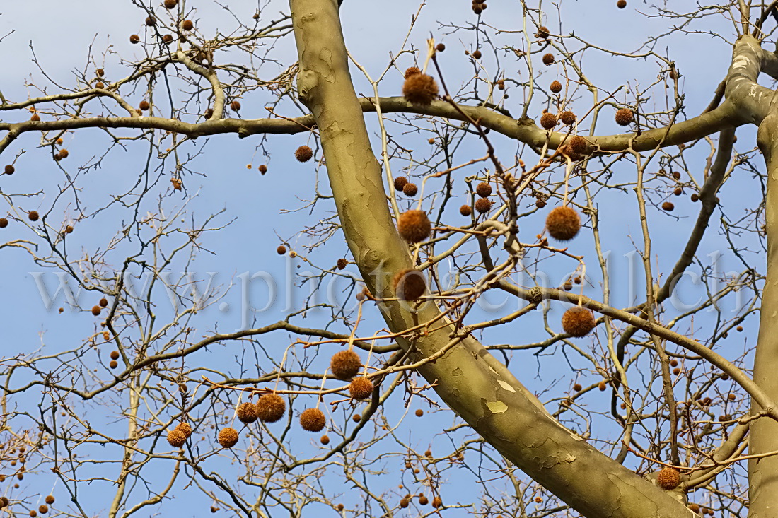 Fruits