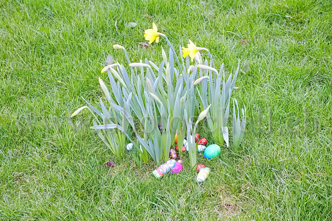 Oeufs déposés par le lapin de pâques