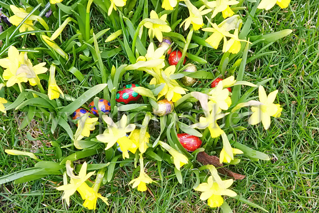 Oeufs déposés par le lapin de pâques