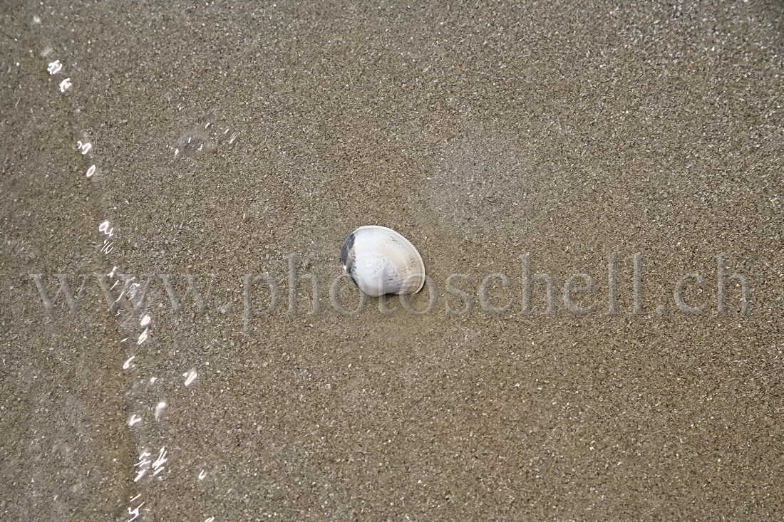 Coquillage dans les vagues