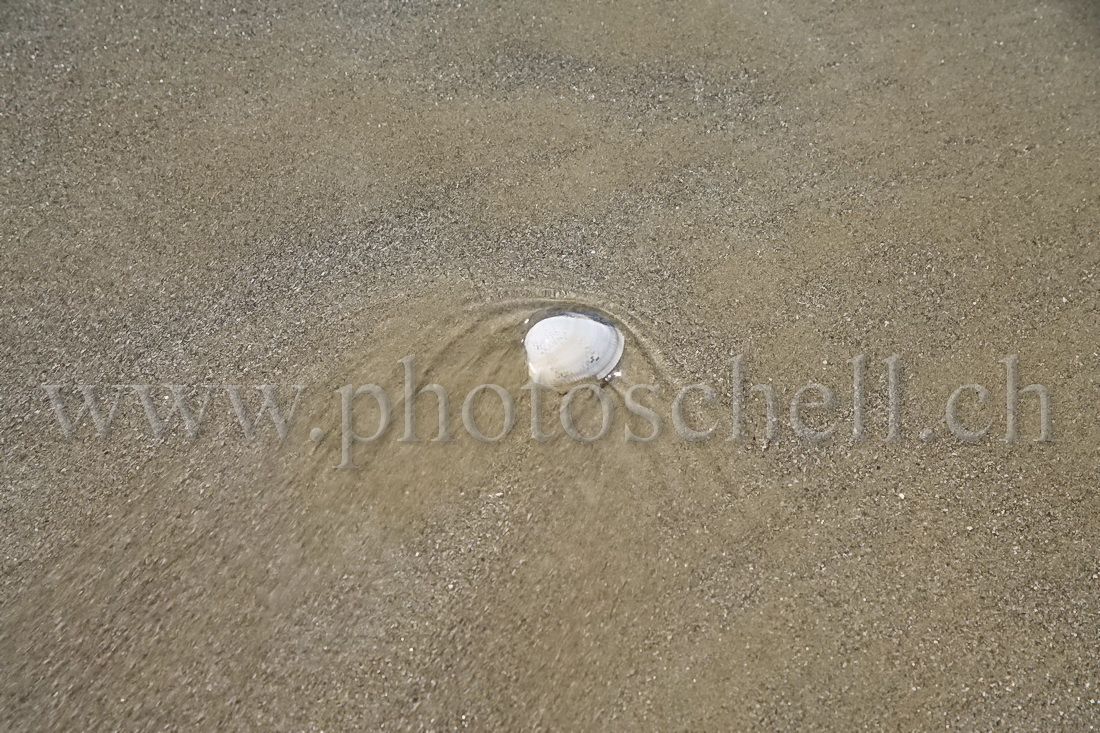 Coquillage dans les vagues