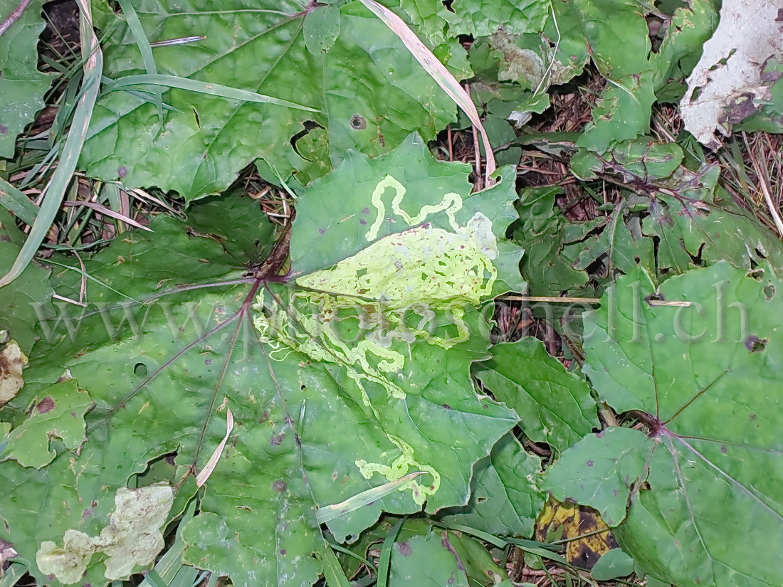 Trace de ver sur une feuille