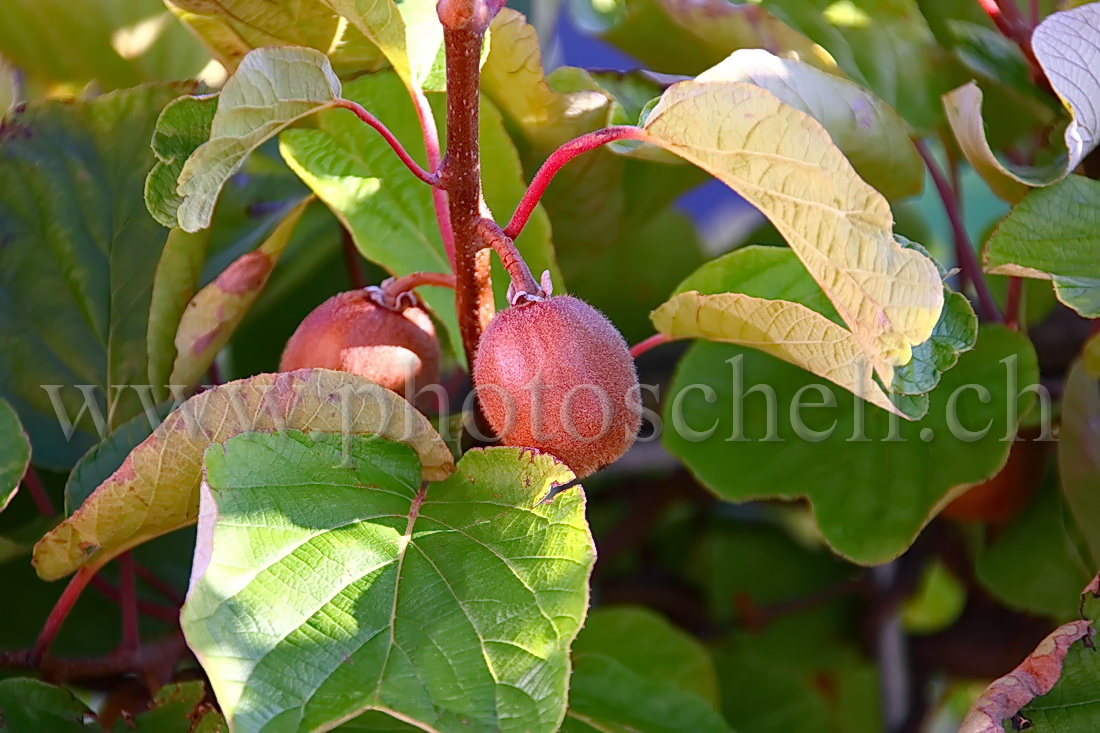 Kiwis à Marsens