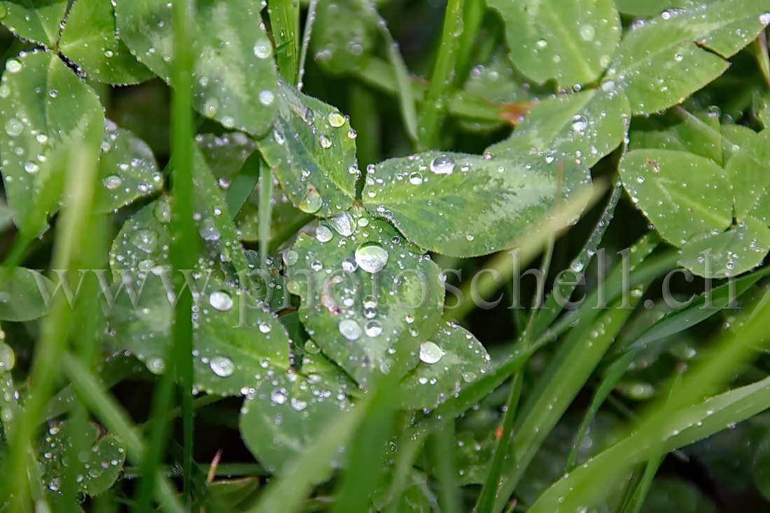 Rosée dans l'herbe