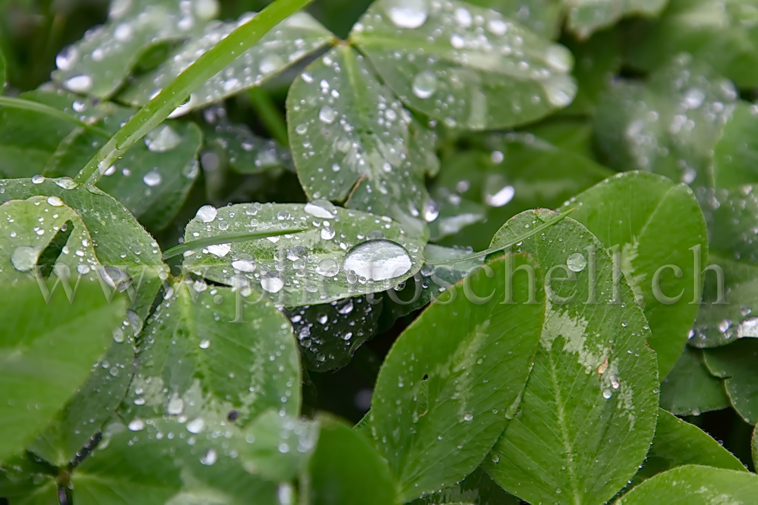 Rosée dans l\'herbe