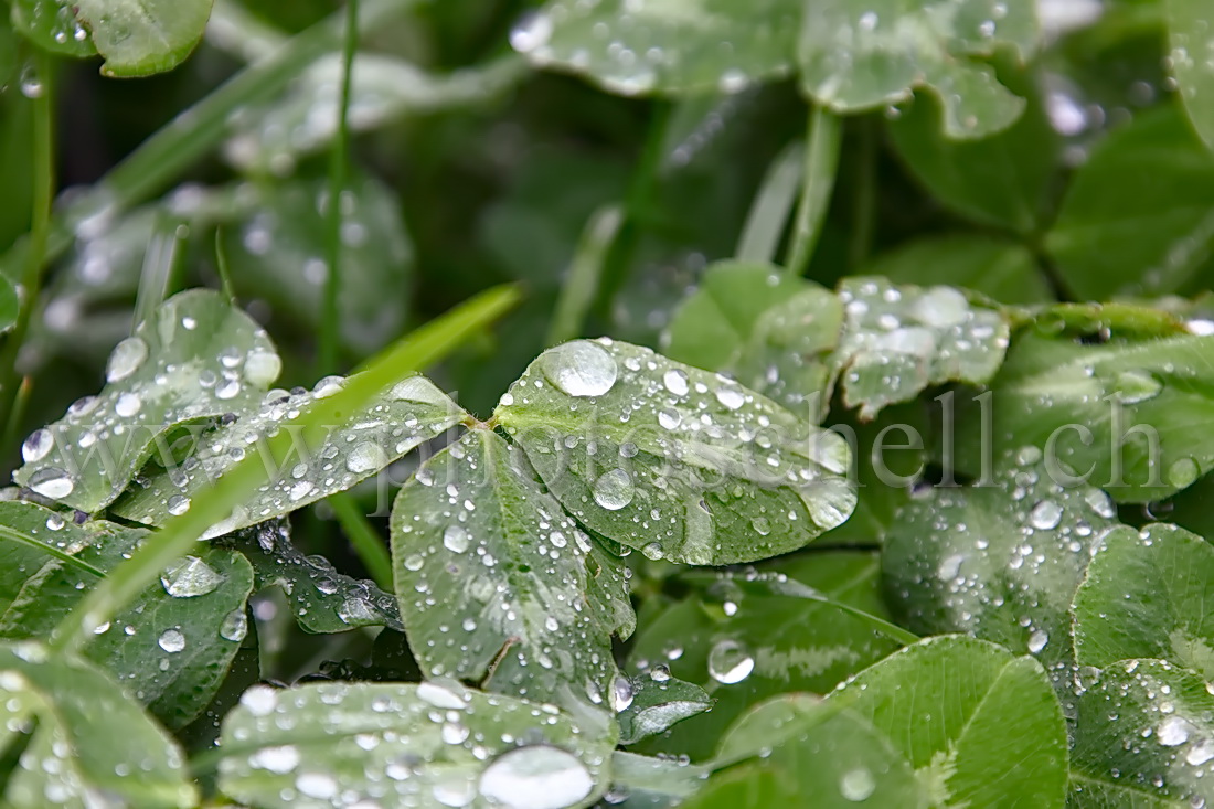 Rosée dans l'herbe