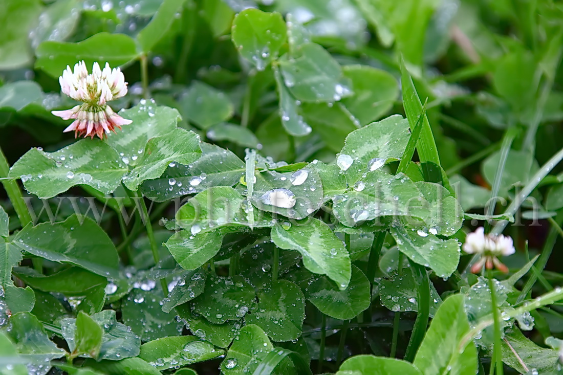 Rosée dans l'herbe