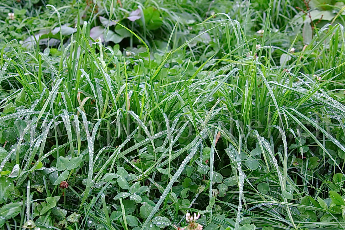 Rosée dans l'herbe