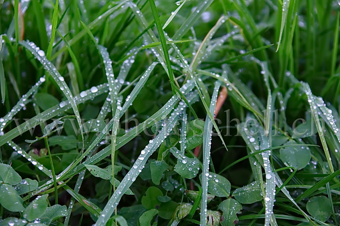 Rosée dans l'herbe