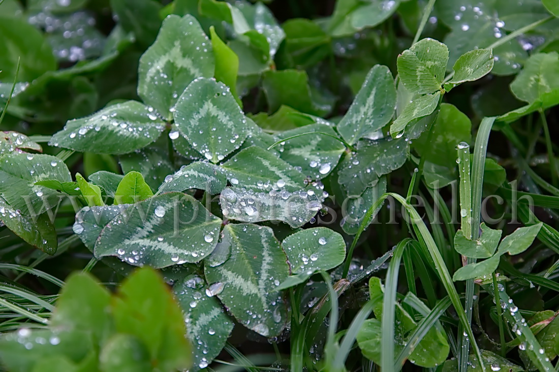 Rosée dans l\'herbe