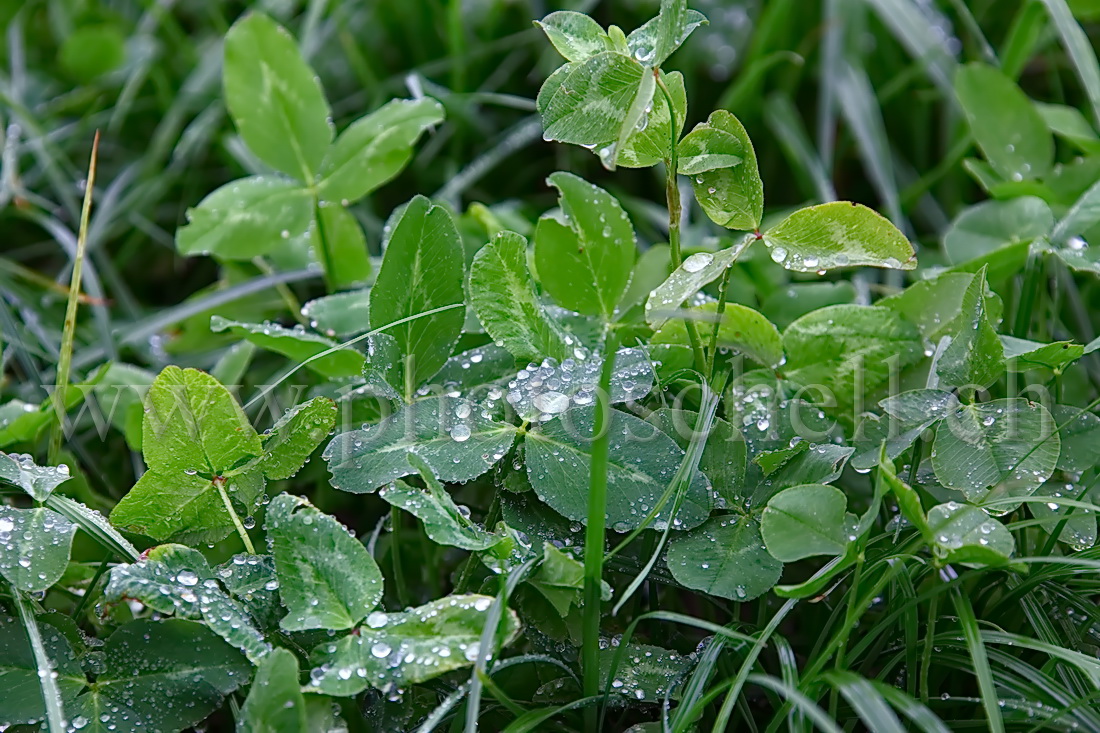 Rosée dans l\'herbe