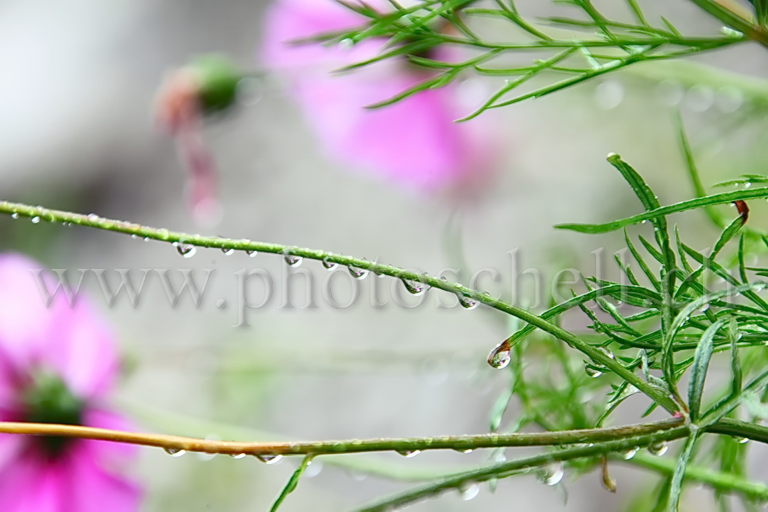 Rosée sur une tige