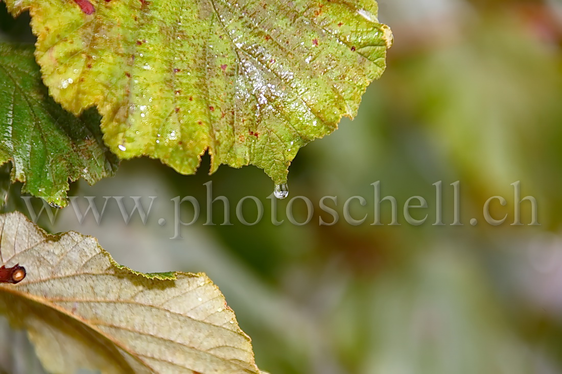 Goutte d\'eau sur une feuille de noisetier