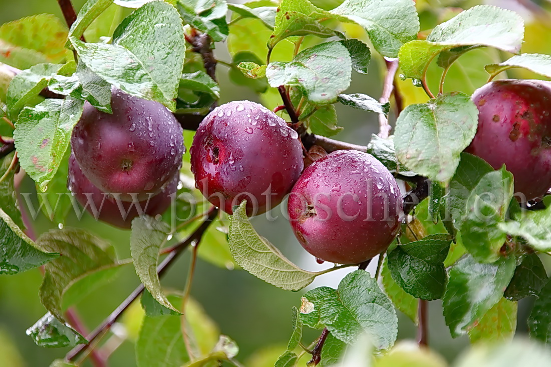 Pommes mouillées