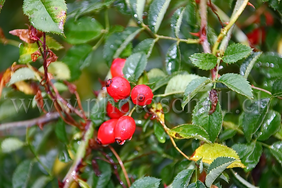 Eau sur les feuilles et les fruits