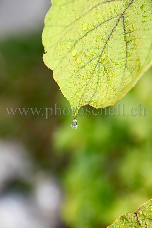 Goutte d\'eau tombant d\'une feuille de noisetier