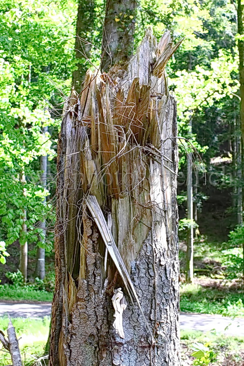 Arbre brisé