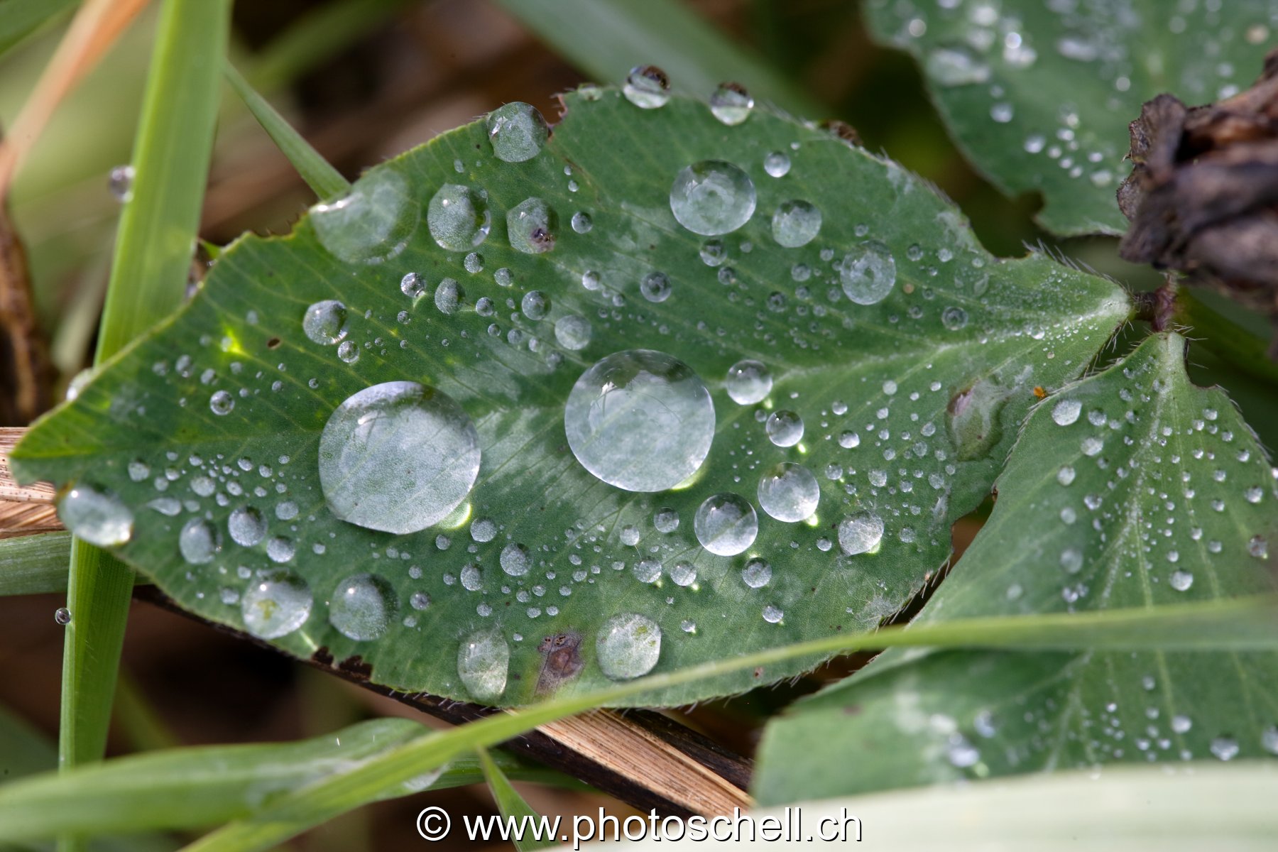 Gouttes d'eau