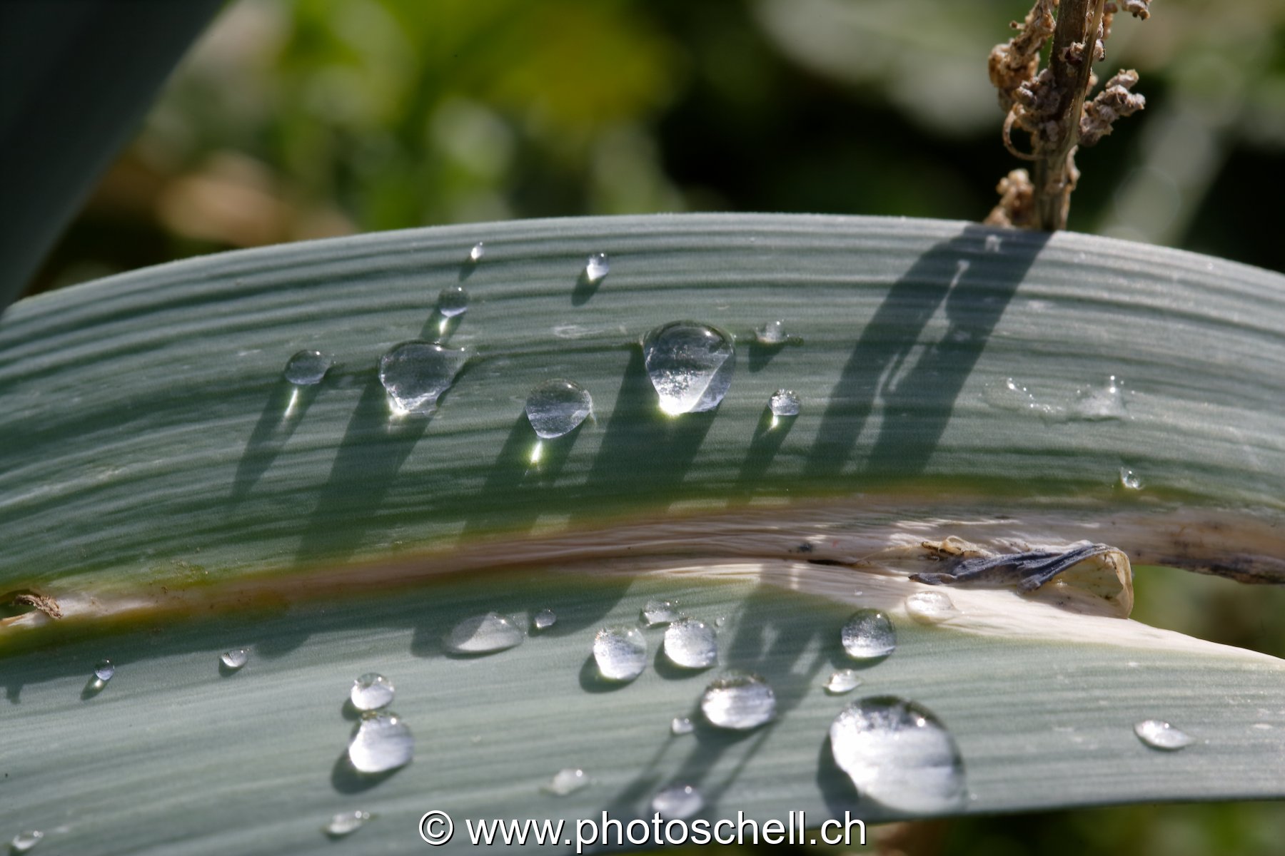 Gouttes d'eau