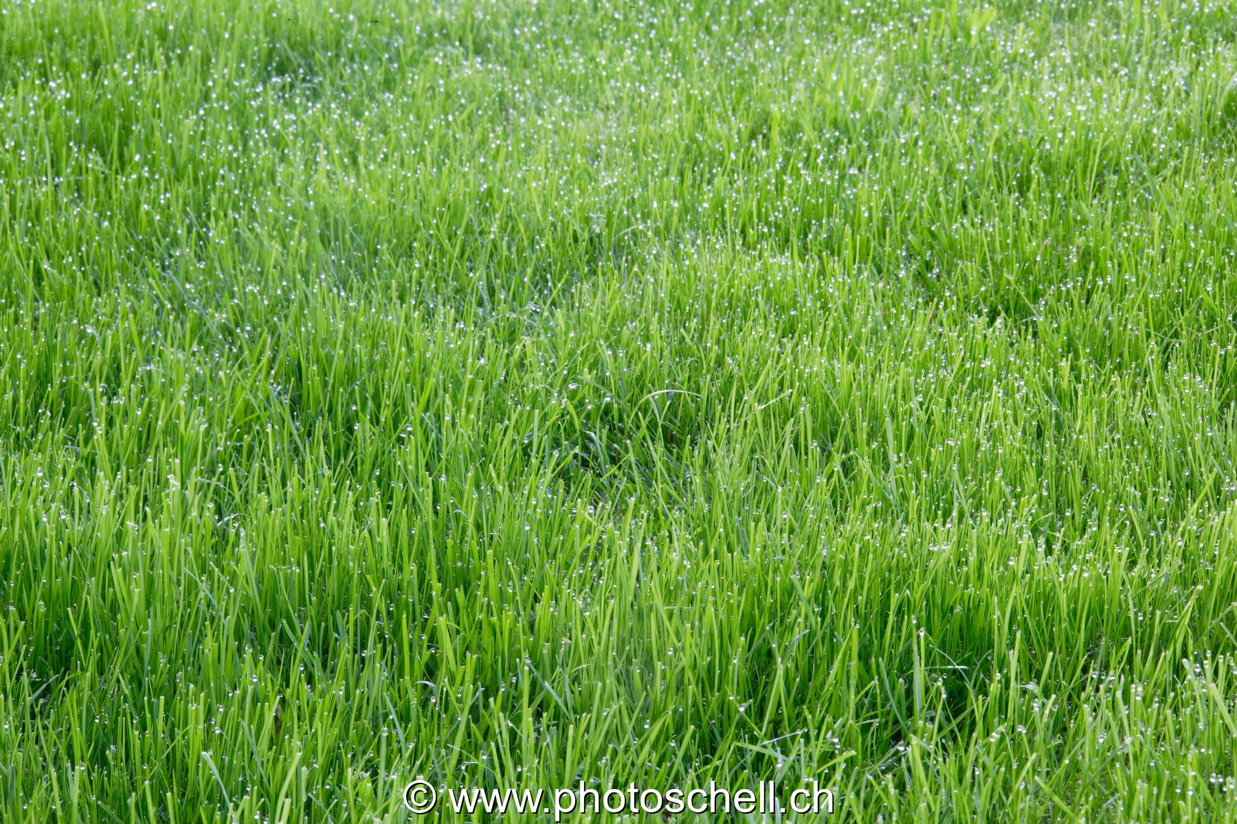 Rosée dans l'herbe