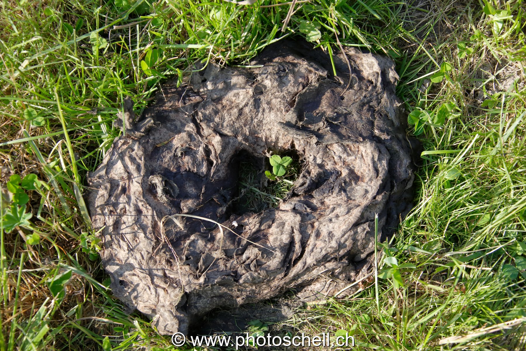 Photo 24