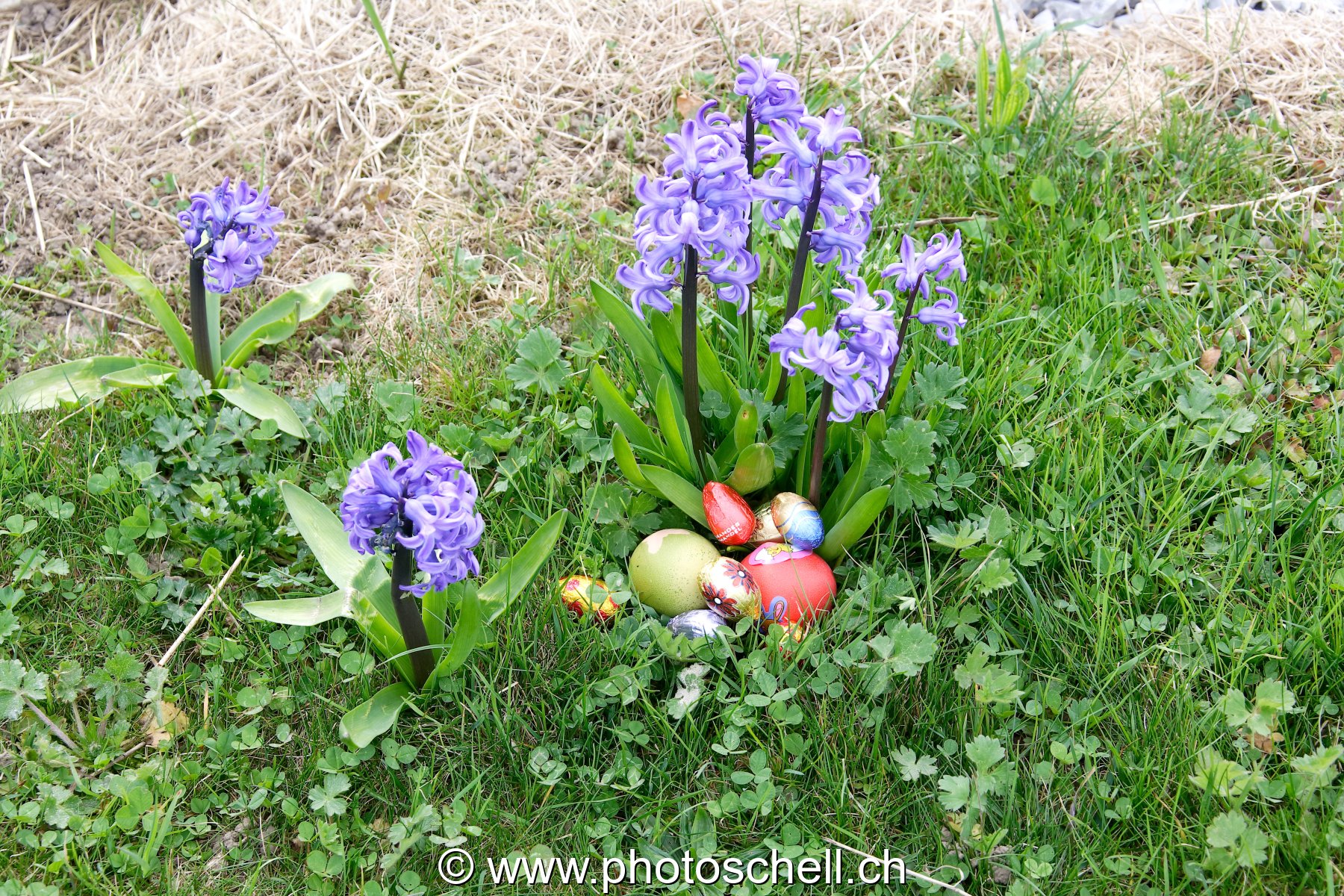 Oeufs de Pâques dans les l'here et les fleurs