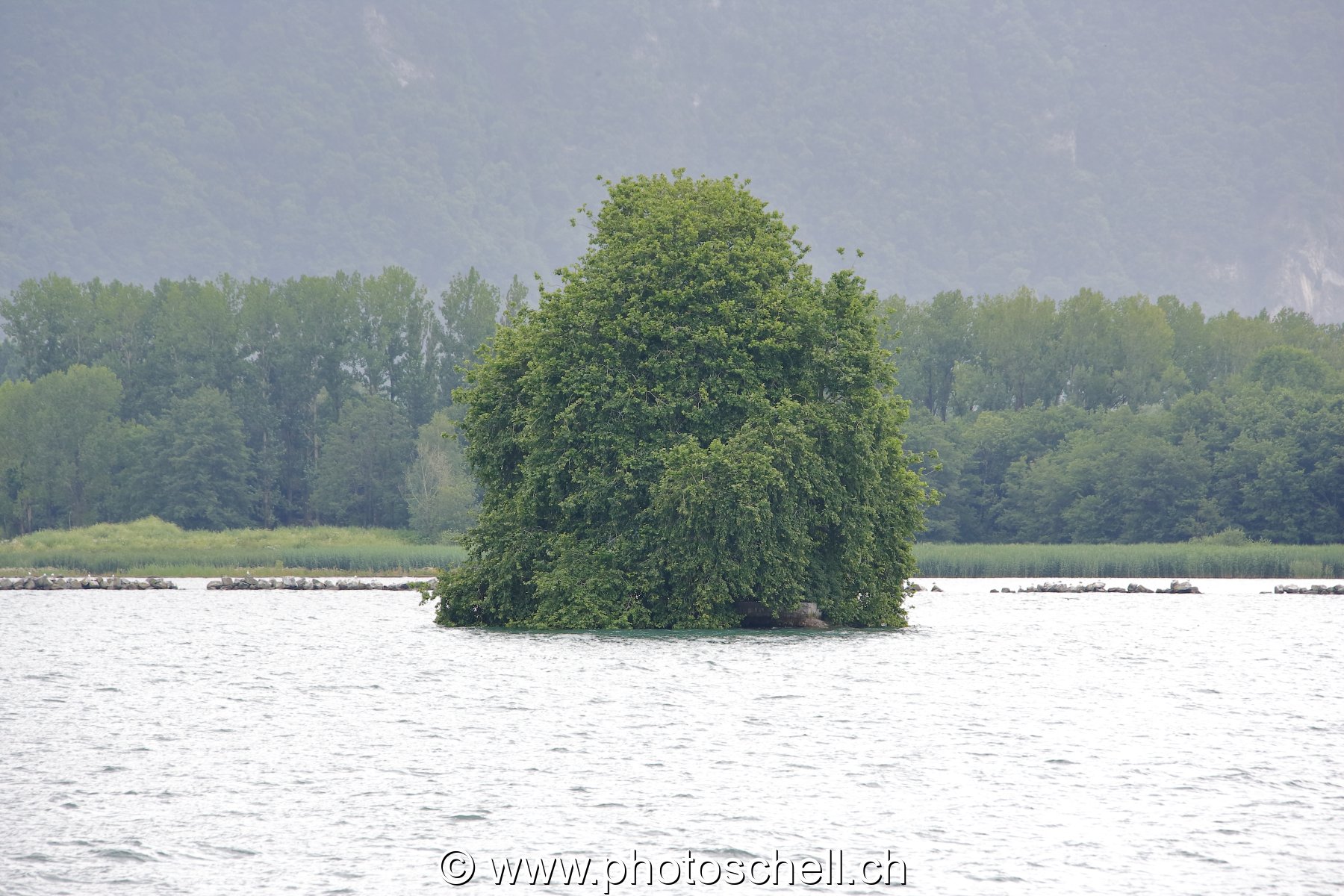 Photo 54