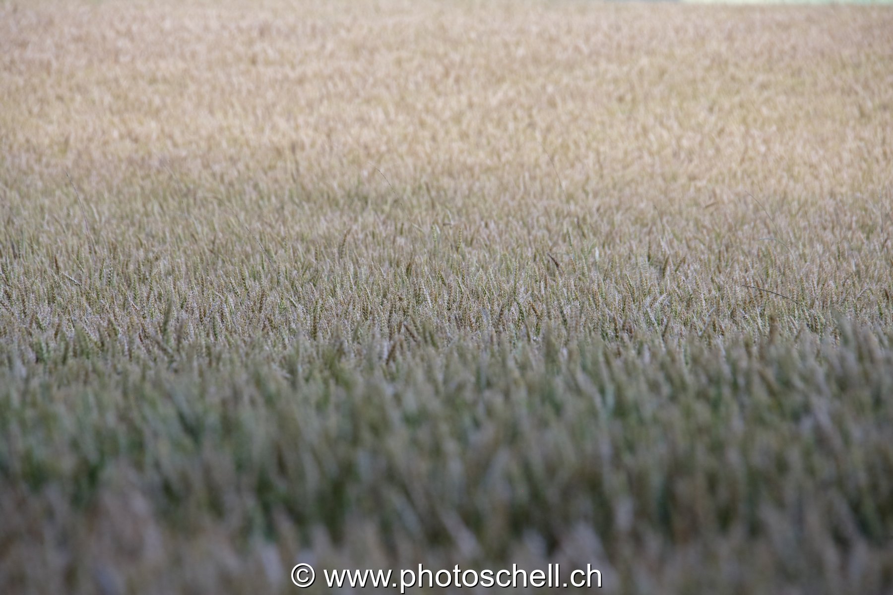 Champ de blé