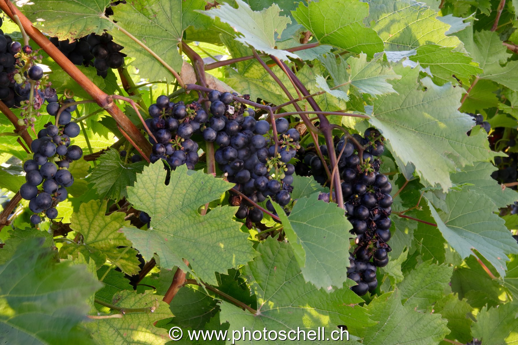 Raisins
