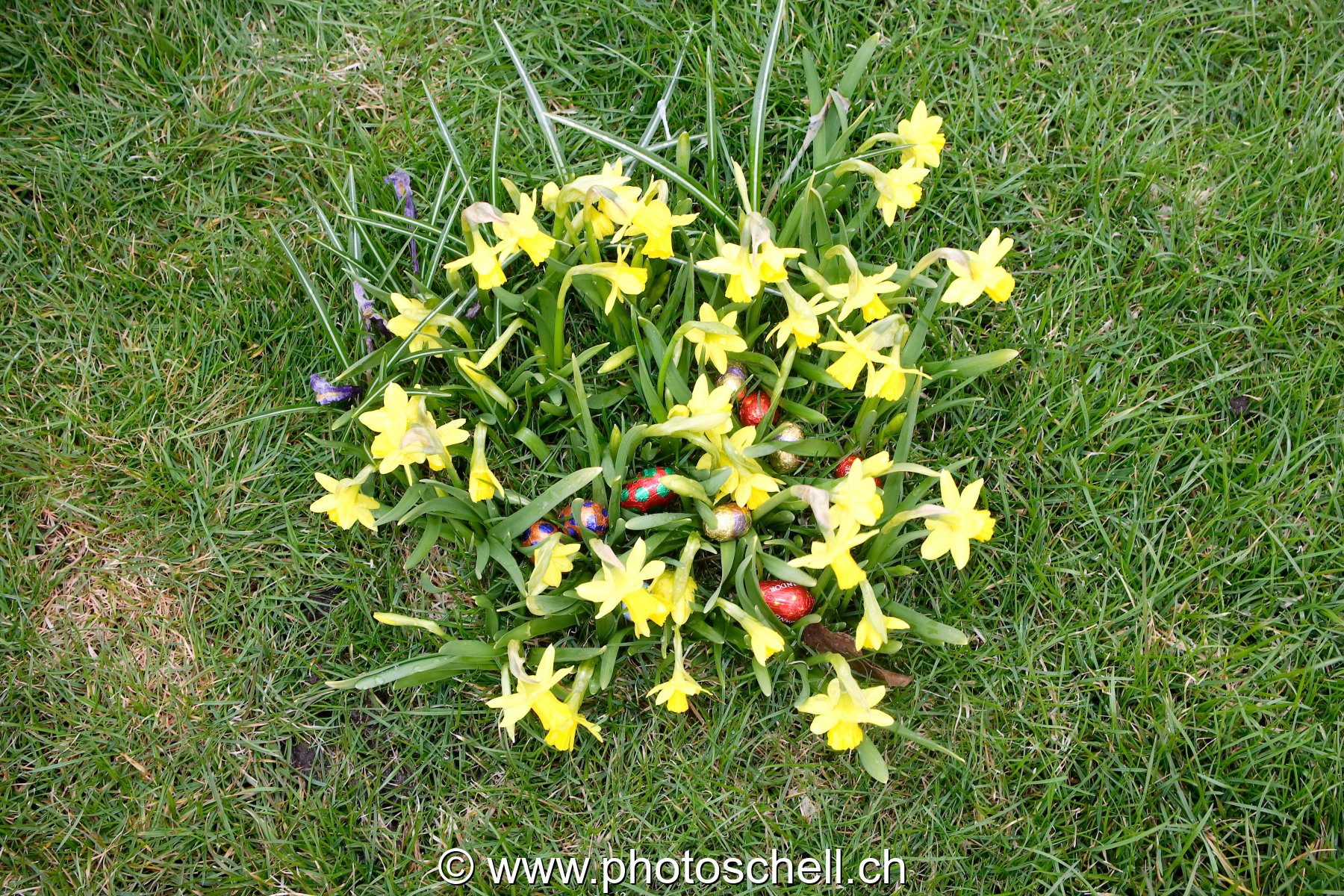 Photo 137