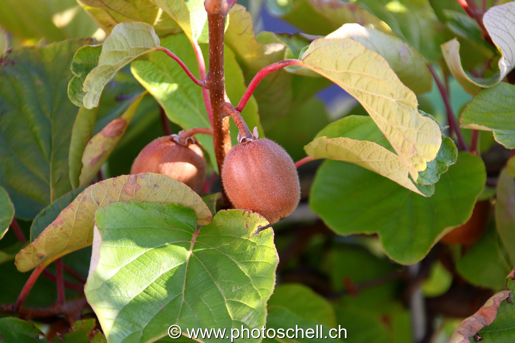 Kiwis à Marsens