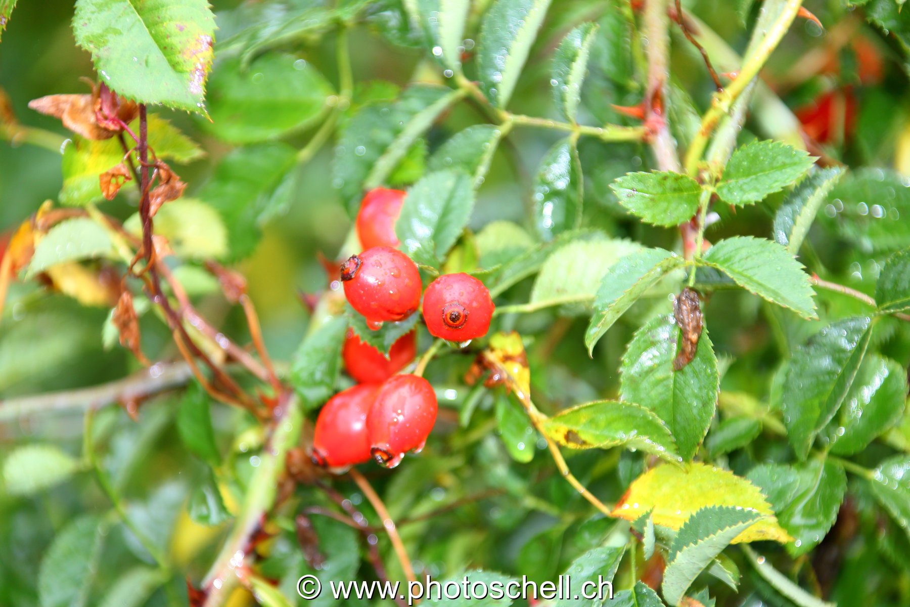 Eau sur les feuilles et les fruits